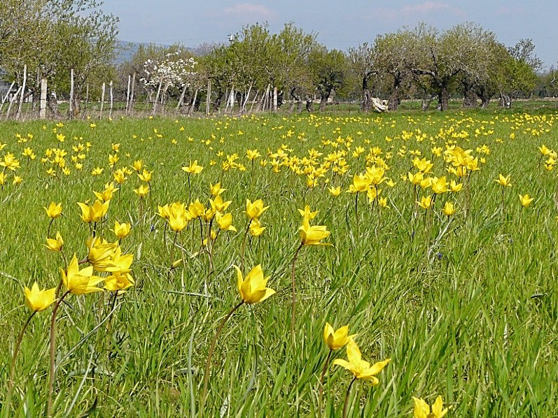 Tulipa sylvestris / Tulipano selvatico dei campi